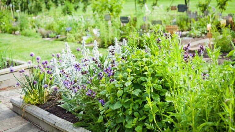 Garden herbs planted on planters, 4 Tips to Speed Up the Growth of Slow-Growing Herbs - 1600x900