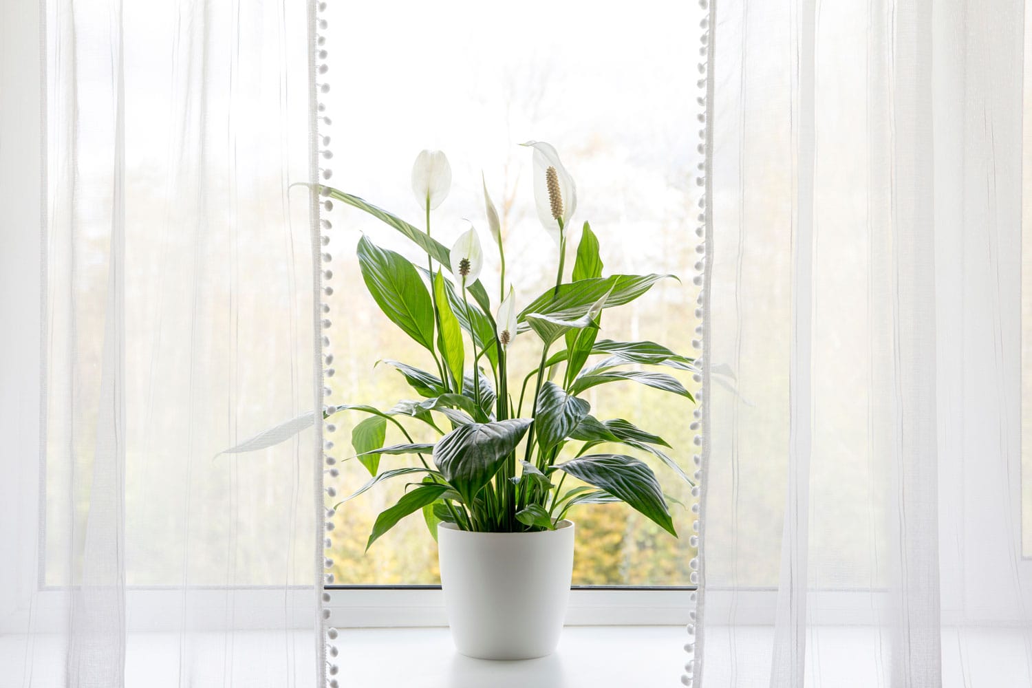 A blooming peace lily placed at the window sill 