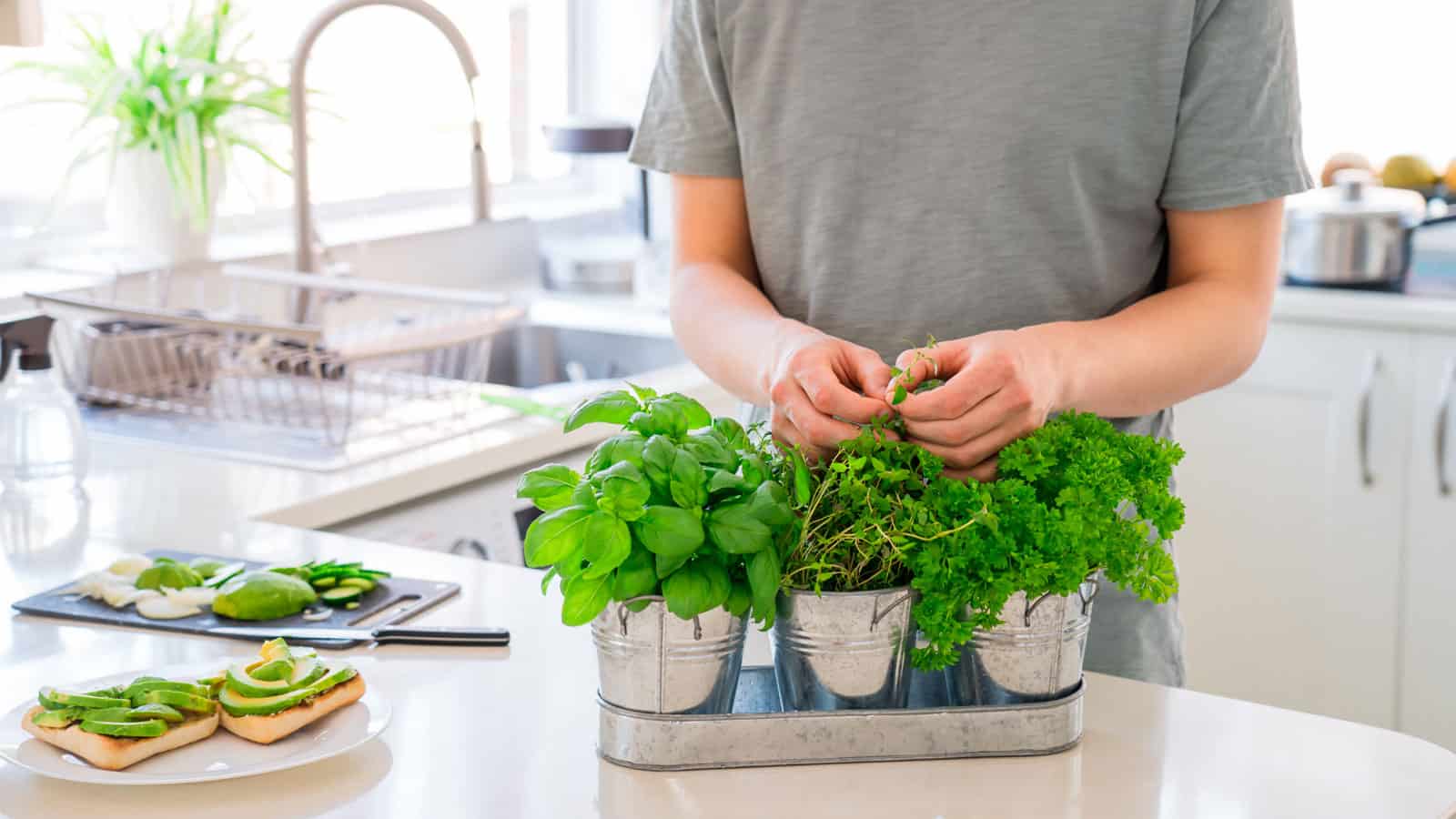 Man picking herbs from his homegrown herb plants on the countertop