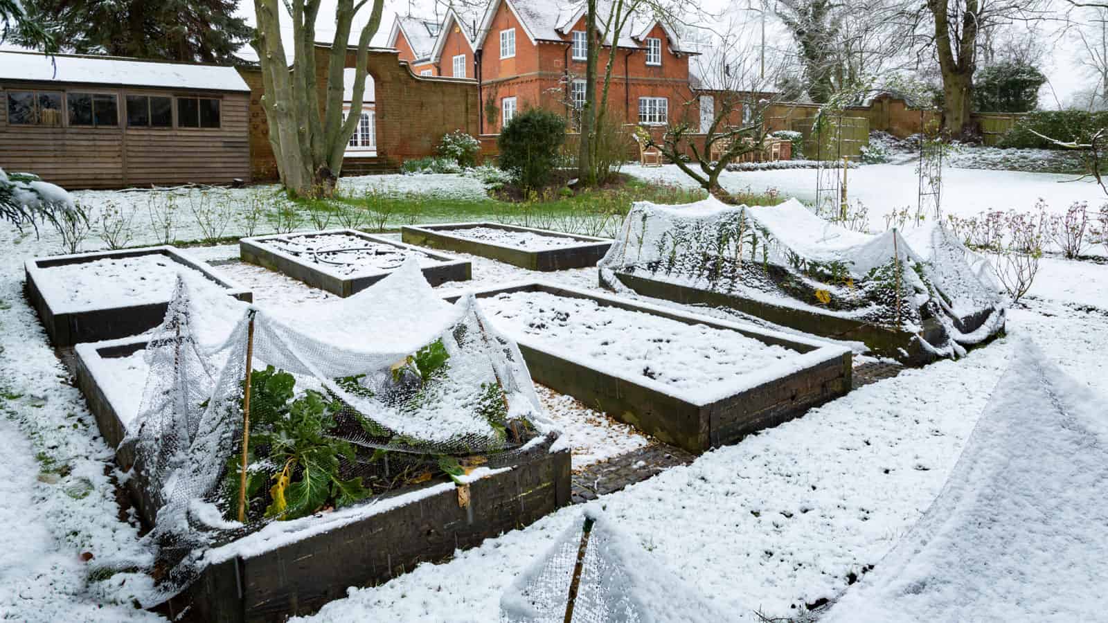 Box planters covered in snow due to winter season, 4 Unexpected Benefits of Gardening in Winter - 1600x900