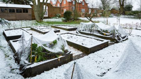 Three planter boxes covered in snow during winter, Why Your Winter Garden Isn't Thriving [5 Hidden Factors] - 1600x900