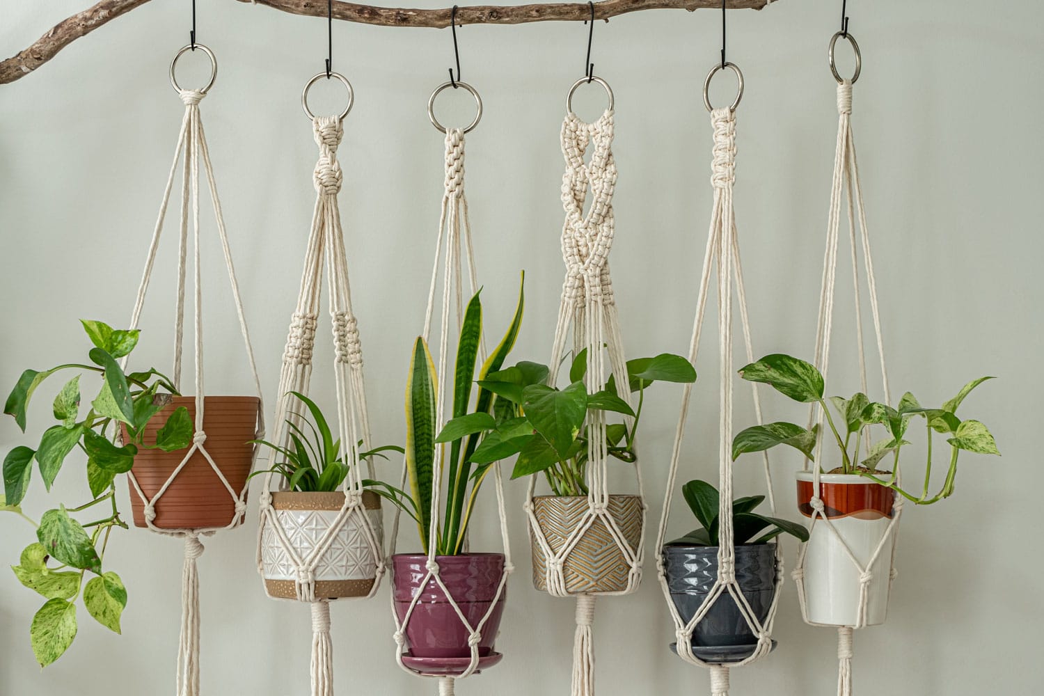 hanging gorgeous snake plants and other plants