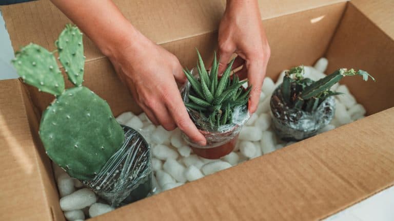 packing succulents in a box, How Travel Can Threaten Your Succulent Collection And Care Tips for Vacations - 1600x900