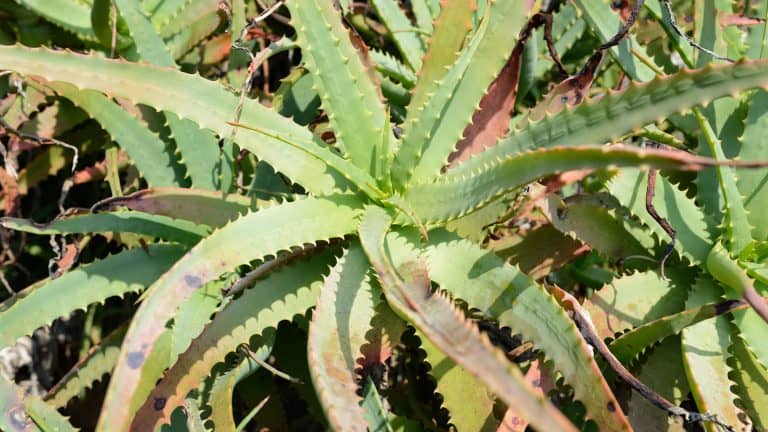 Aloe vera withering leaves in the garden, Why Is My Aloe Vera Turning Brown? Tips for Revival - 1600x900