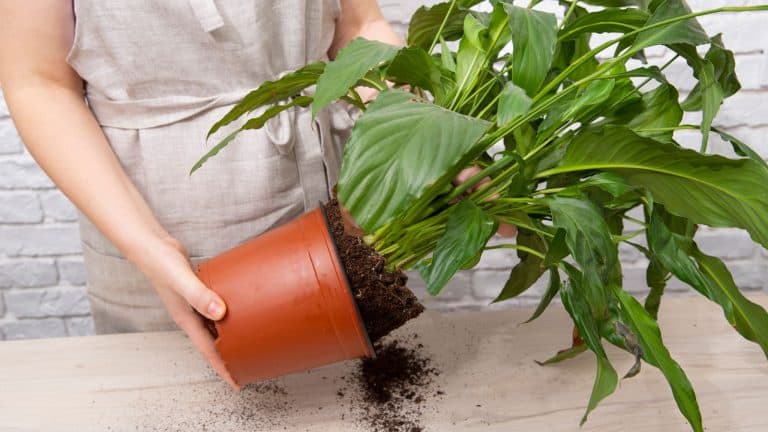 Gardener repotting a peace lily plant, When is the Best Time to Repot a Peace Lily? - 1600x900