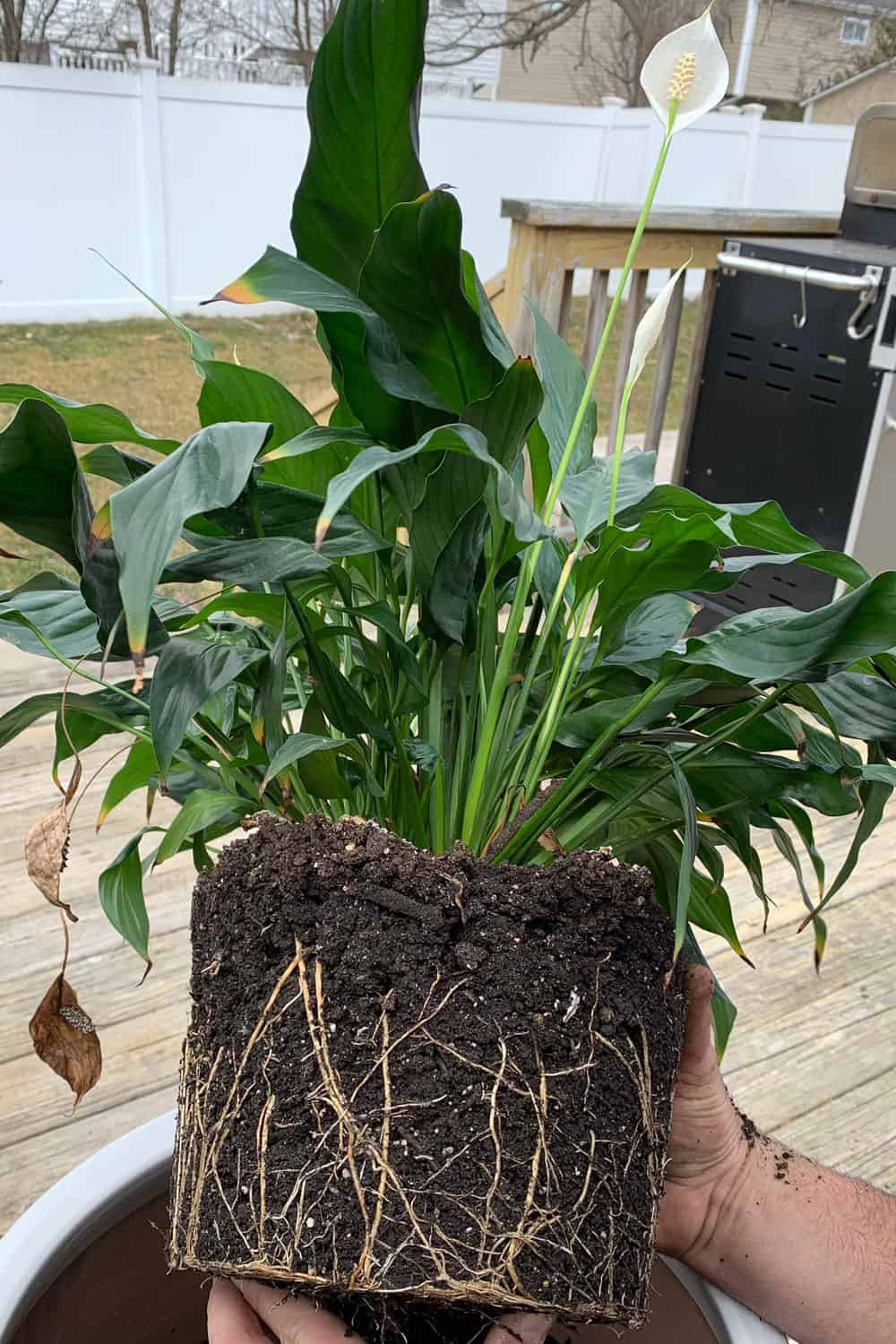 Repotting a gorgeous peace lily 