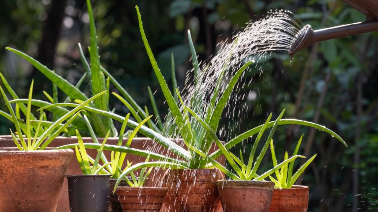 Watering aloe vera in the garden, Ideal Watering Practices for a Thriving Aloe Vera - 1600x900