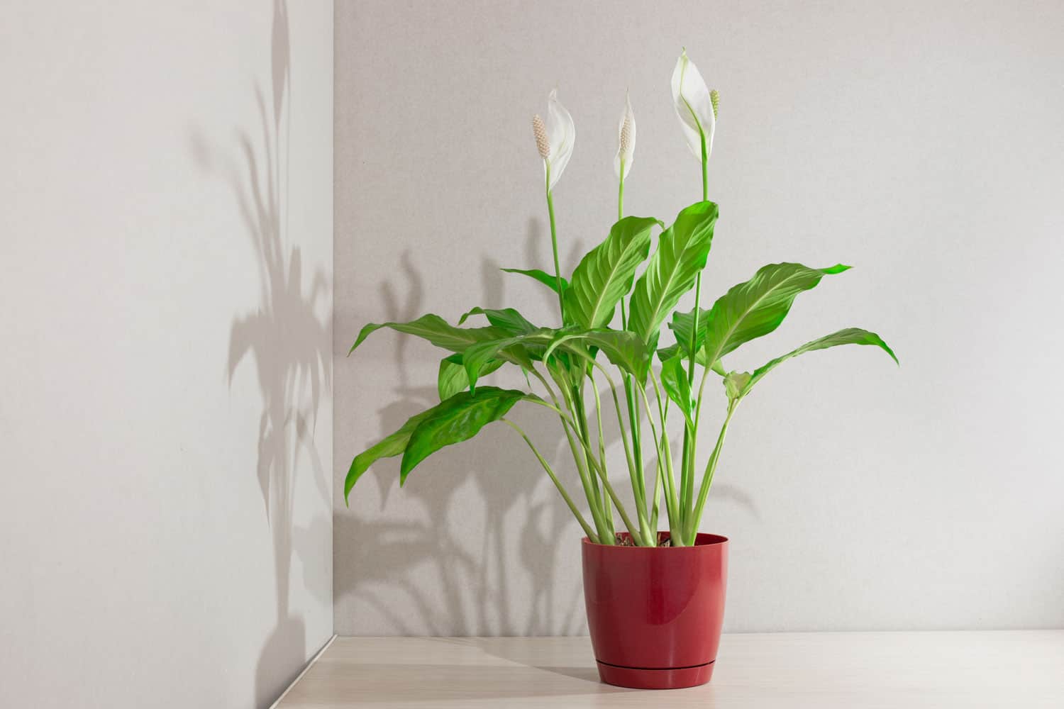 A beautiful peace lily placed in the corner of the living room