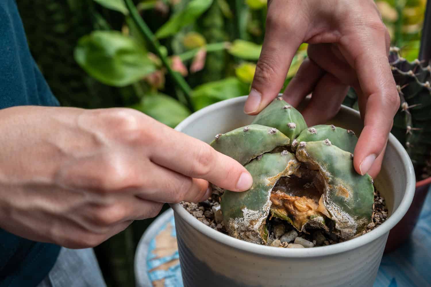 Gardener trying to recover a succulent from dying