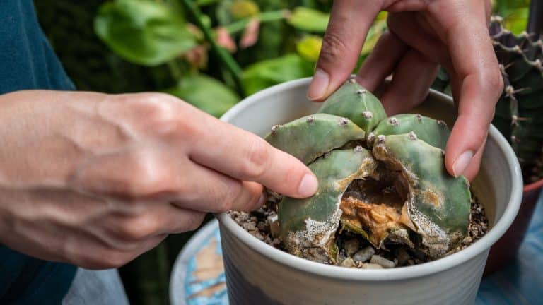 gardener trying to revive a succulent suffering from root rot, 4 Steps to Save Your Succulents from Rot - 1600x900