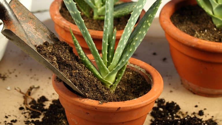 A clay pot with an aloe vera, Soil, Repotting, and Fertilizing Needs for Aloe Vera - 1600x900