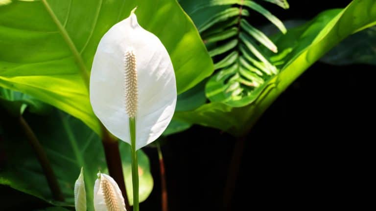 Blooming white peace lily in the garden, Winter Care for Peace Lilies Ensuring Survival in Cold Seasons - 1600x900