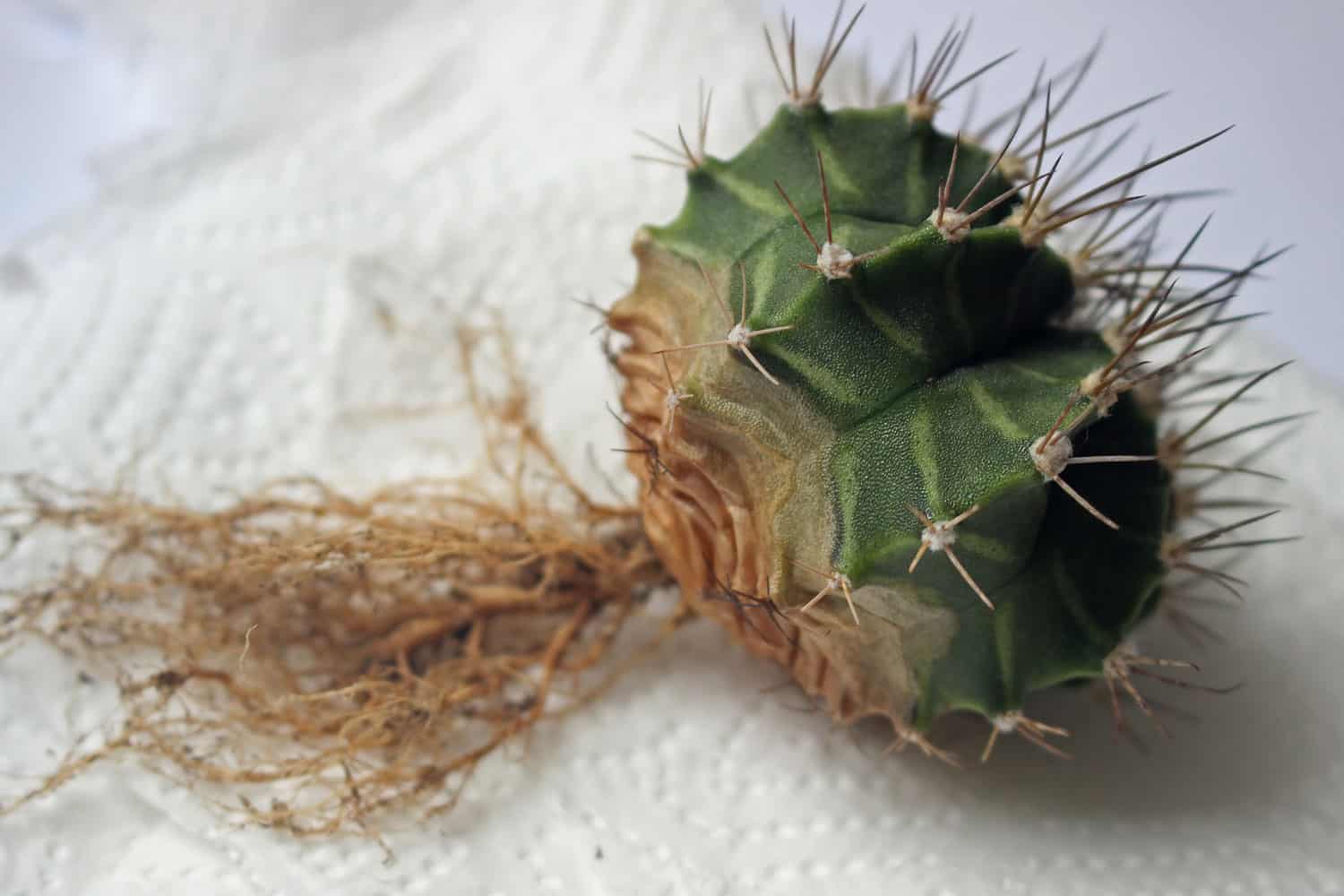 A succulent suffering root rot