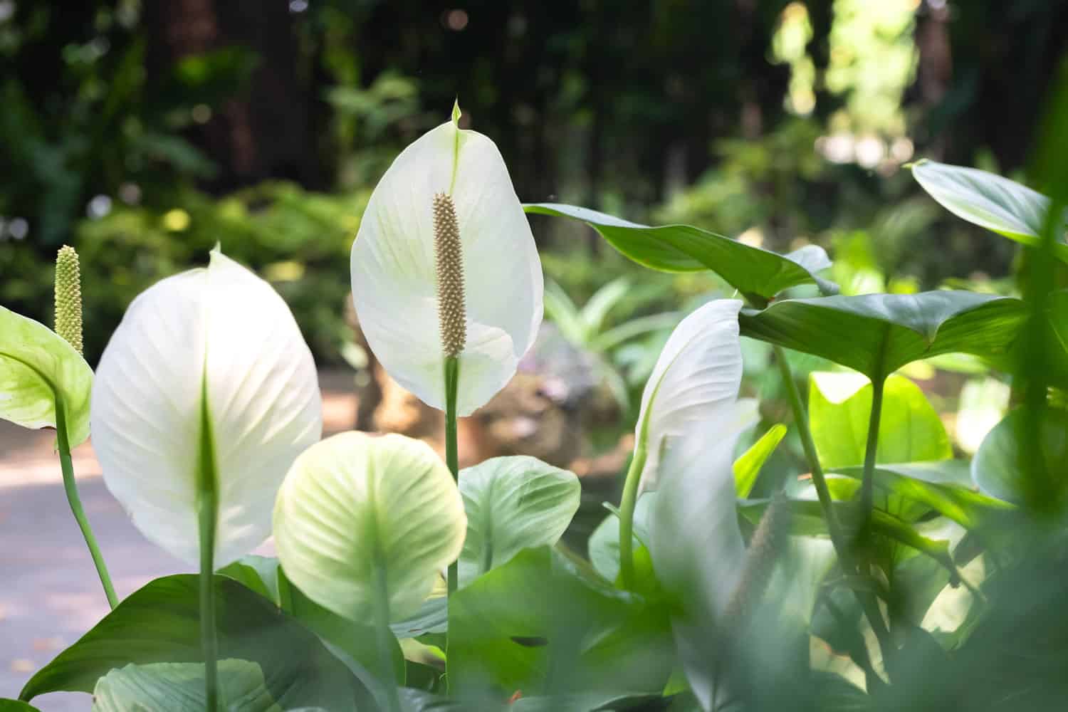 A garden filled with peace lilies 