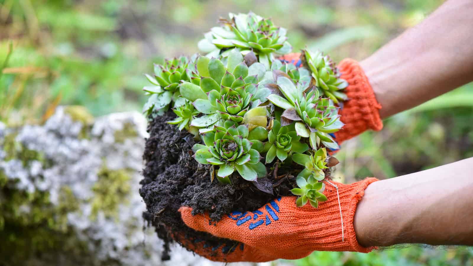 Gardener wearing gloves holding succulent plant 