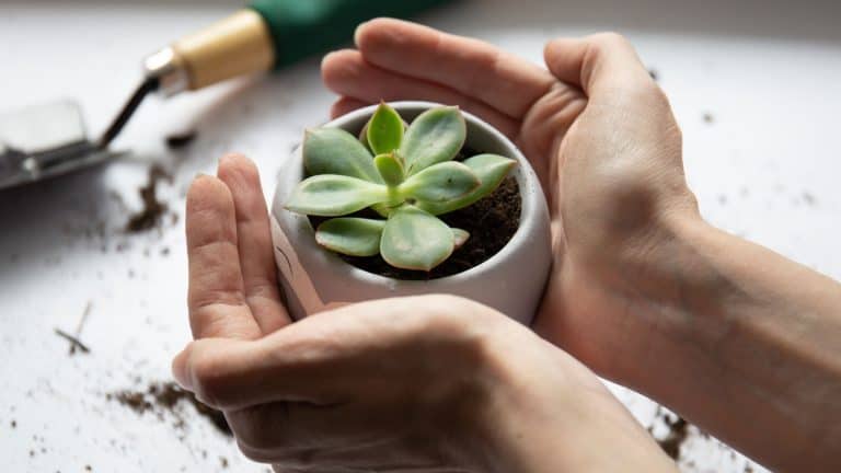 Gardener holding a small pot of succulent in the living room, Are Your Succulents Starving? 5 Signs of Nutrient Deficiency - 1600x900