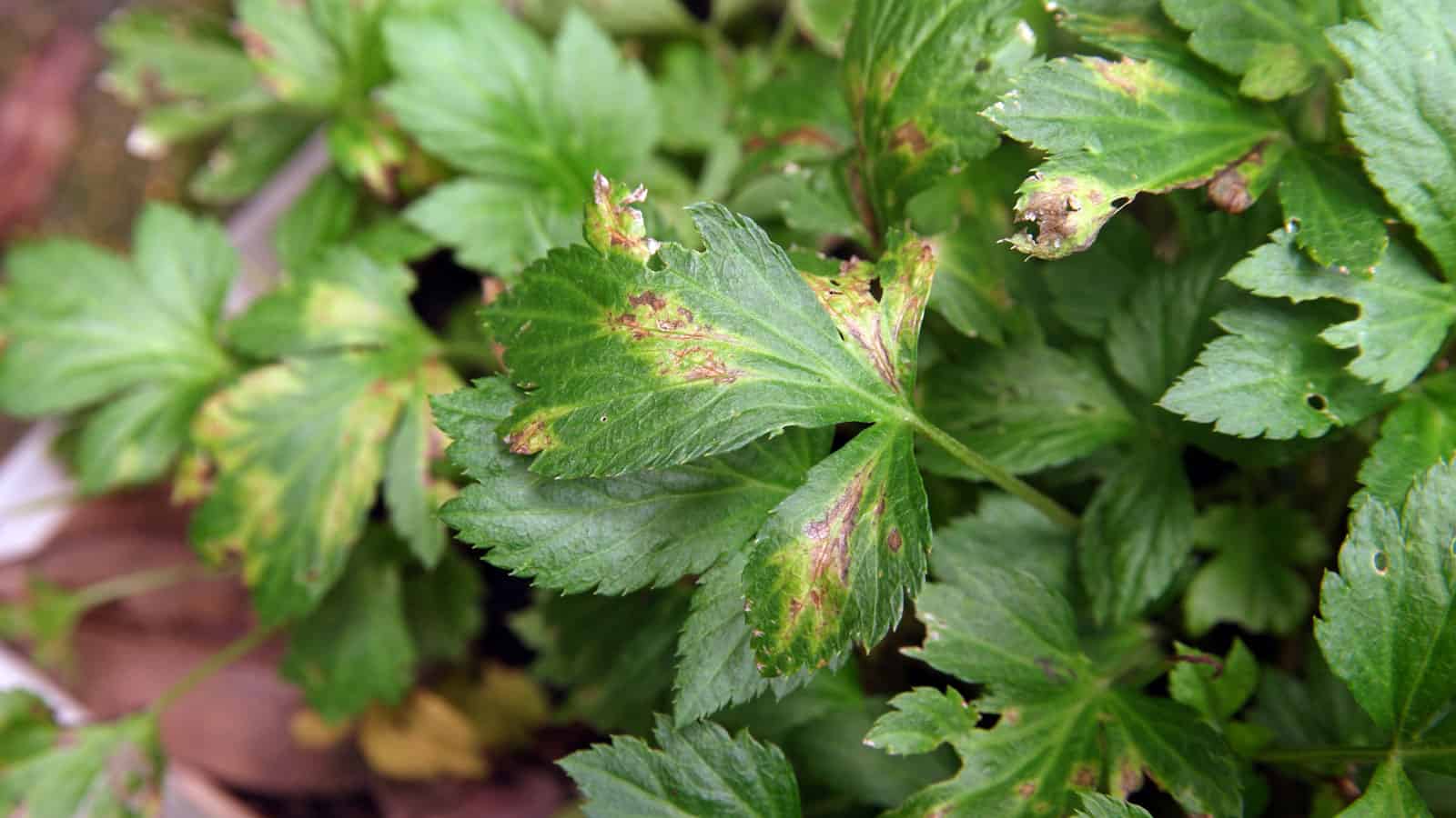 Parsley infected with disease, 7 Signs Your Herb Garden Isn't Thriving and How to Fix Them - 1600x900