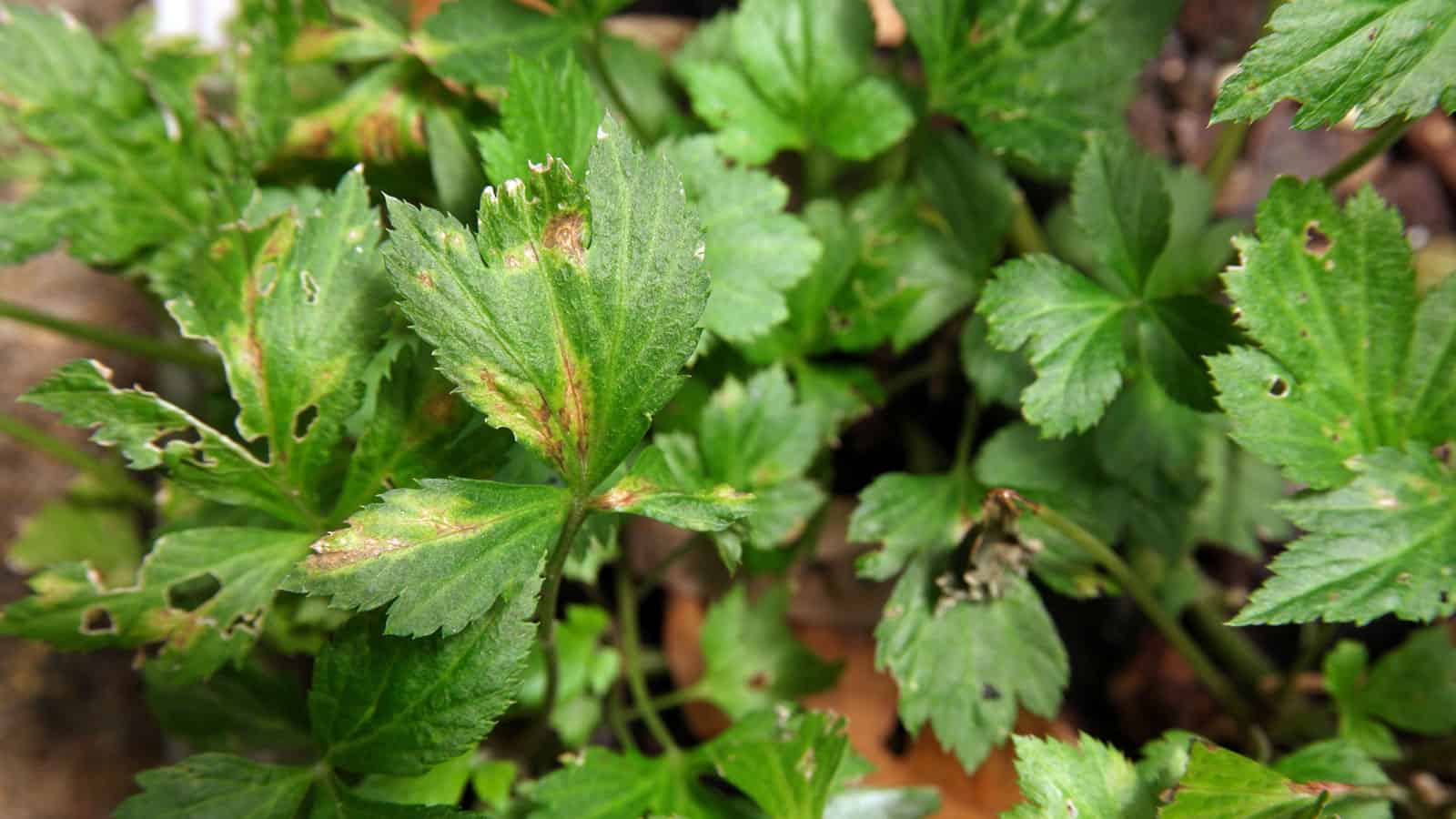 Basil leaves infected with disease causing drooping leaves