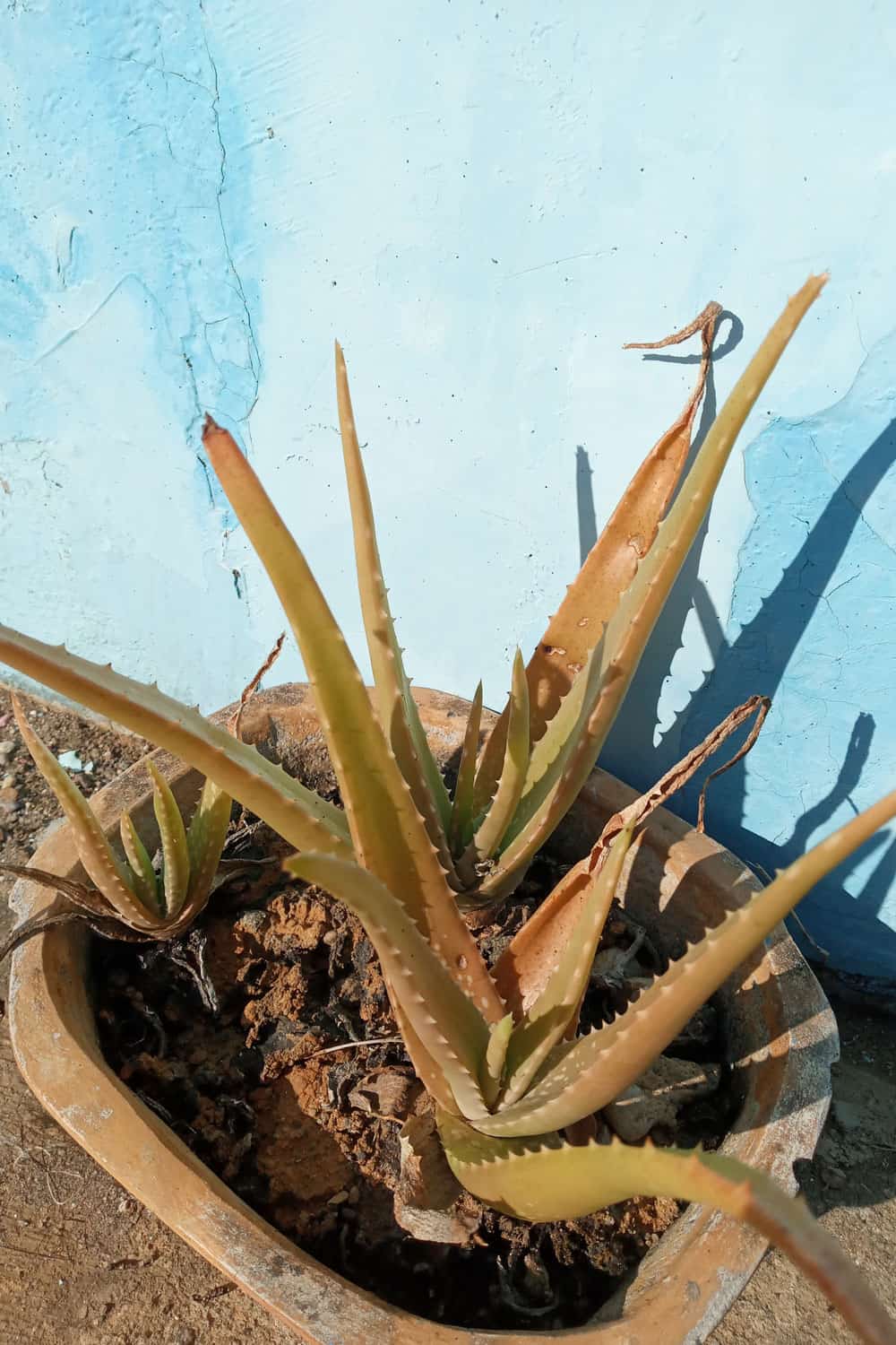 A small and withering aloe vera plant