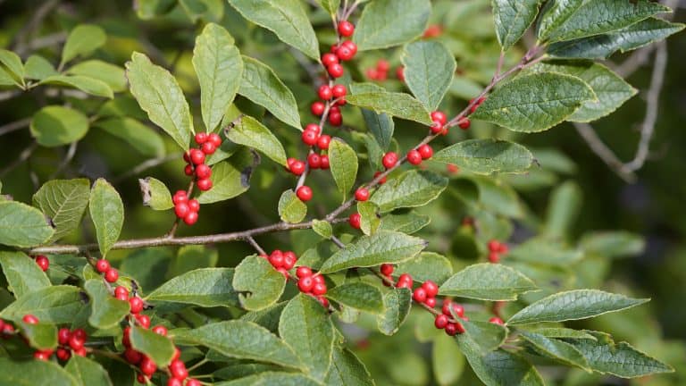 Gorgeous red bearings of a winterberry, Creating a Festive Garden: 14 Plants that Look Beautiful in Snow - 1600x900