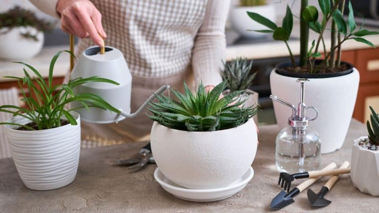 Gardener watering he small succulent inside her home, 5 Essential Tips to Avoid Overwatering Your Succulents - 1600x900