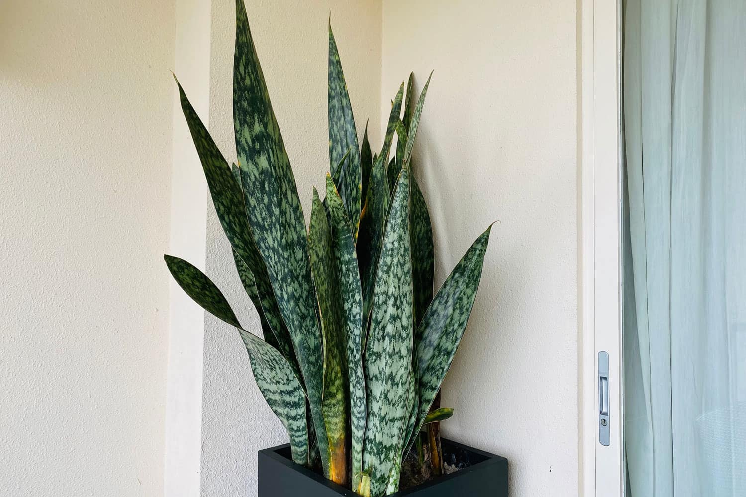 A huge snake plant on the corner of the room currently on a dormant state