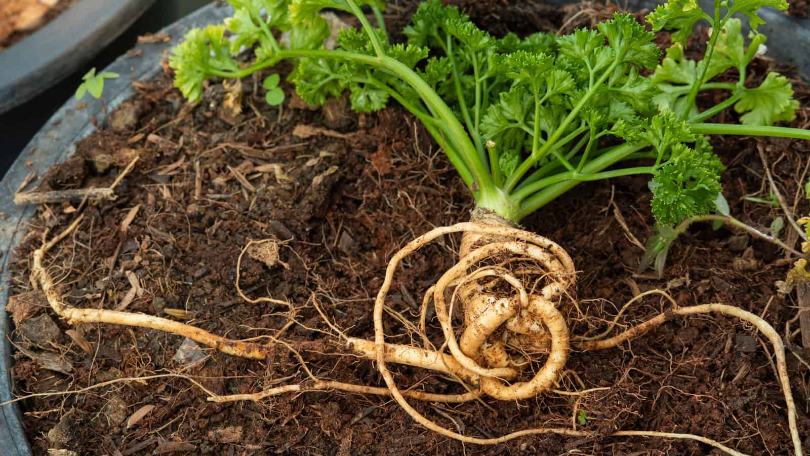 Detailed photo of a parsley plant, 3 Steps to Salvage Herbs from Root Rot – A Last Chance Guide - 1600x900