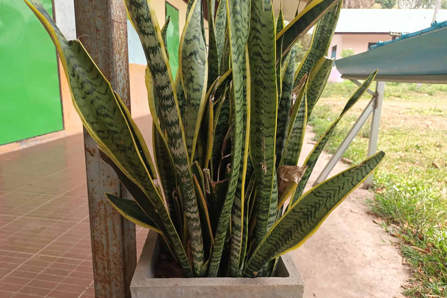 An old snake plant outside the house