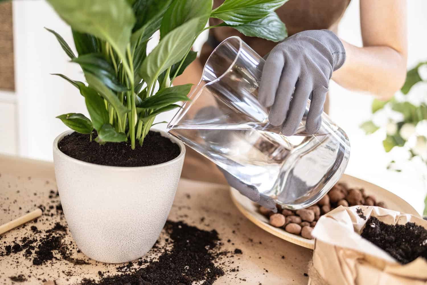 Woman repotting a gorgeous peace lily in her garden