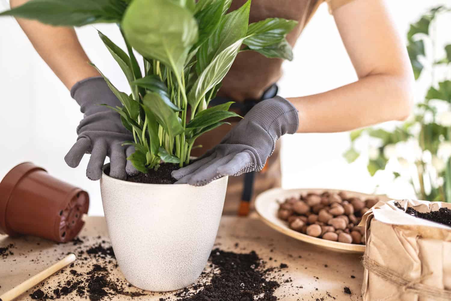Gardener repotting a peace lily in the garden