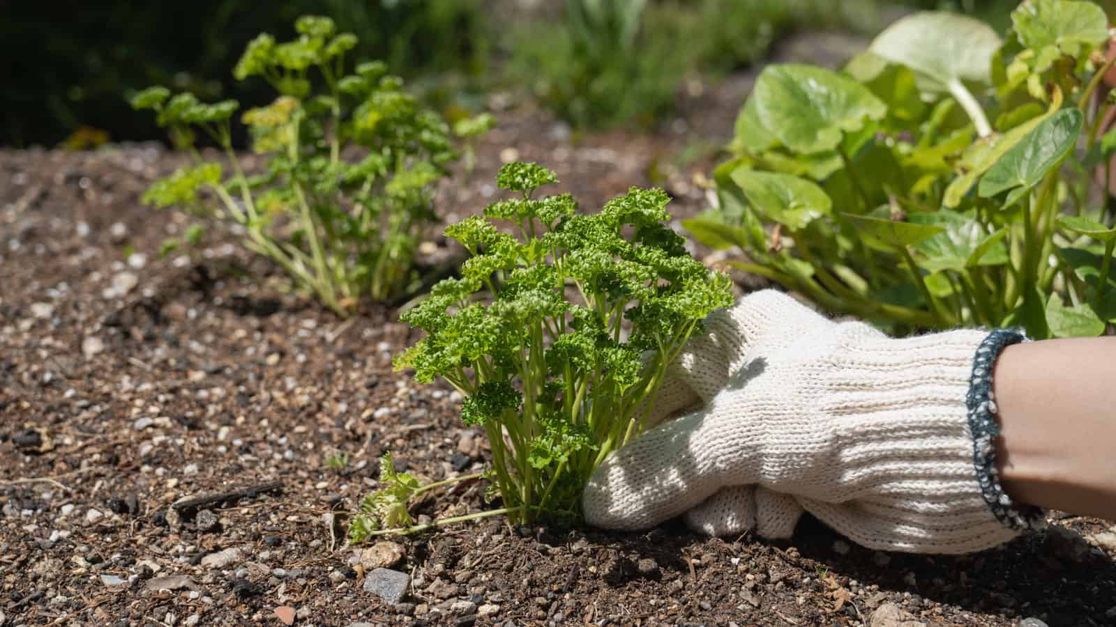 Removing parsley from the roots in the garden