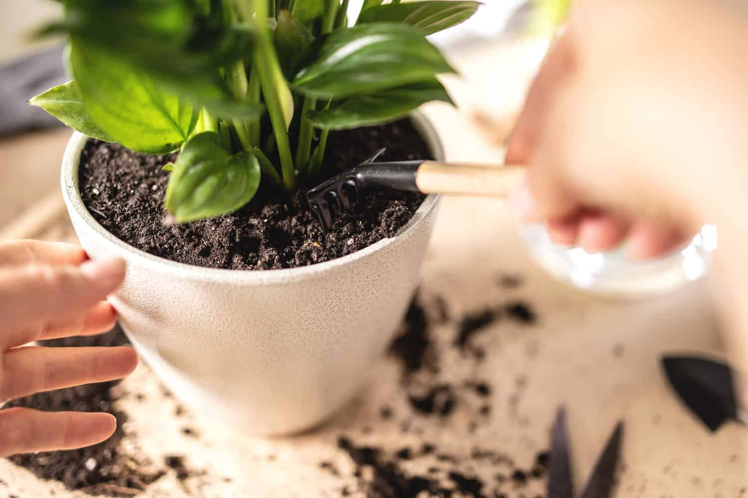 Repotting a small peace lily in the garden