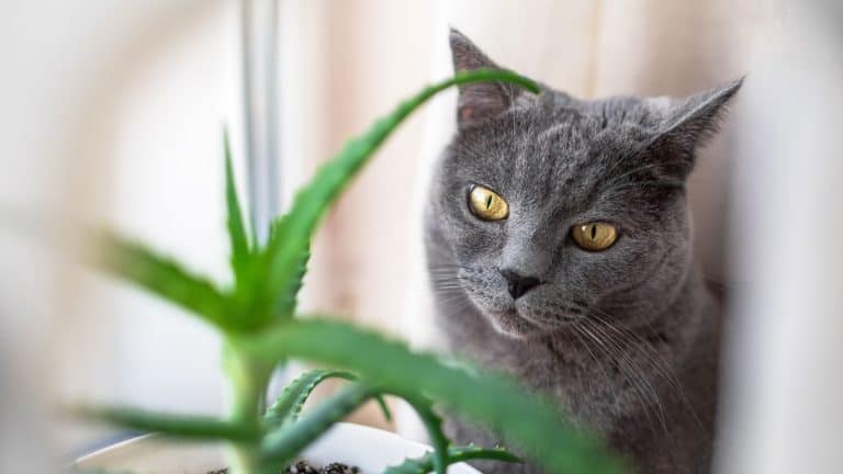 A cat staring at an aloe vera leaf, Is Aloe Vera Safe Around Your Pets? What You Need to Know - 1600x900