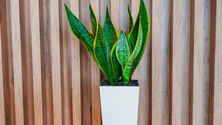 6 Innovative DIY Projects Featuring Snake Plants - 1600x900