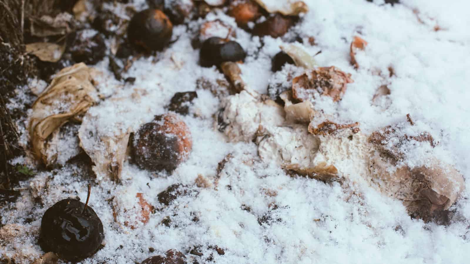 Composted leaves covered in snow