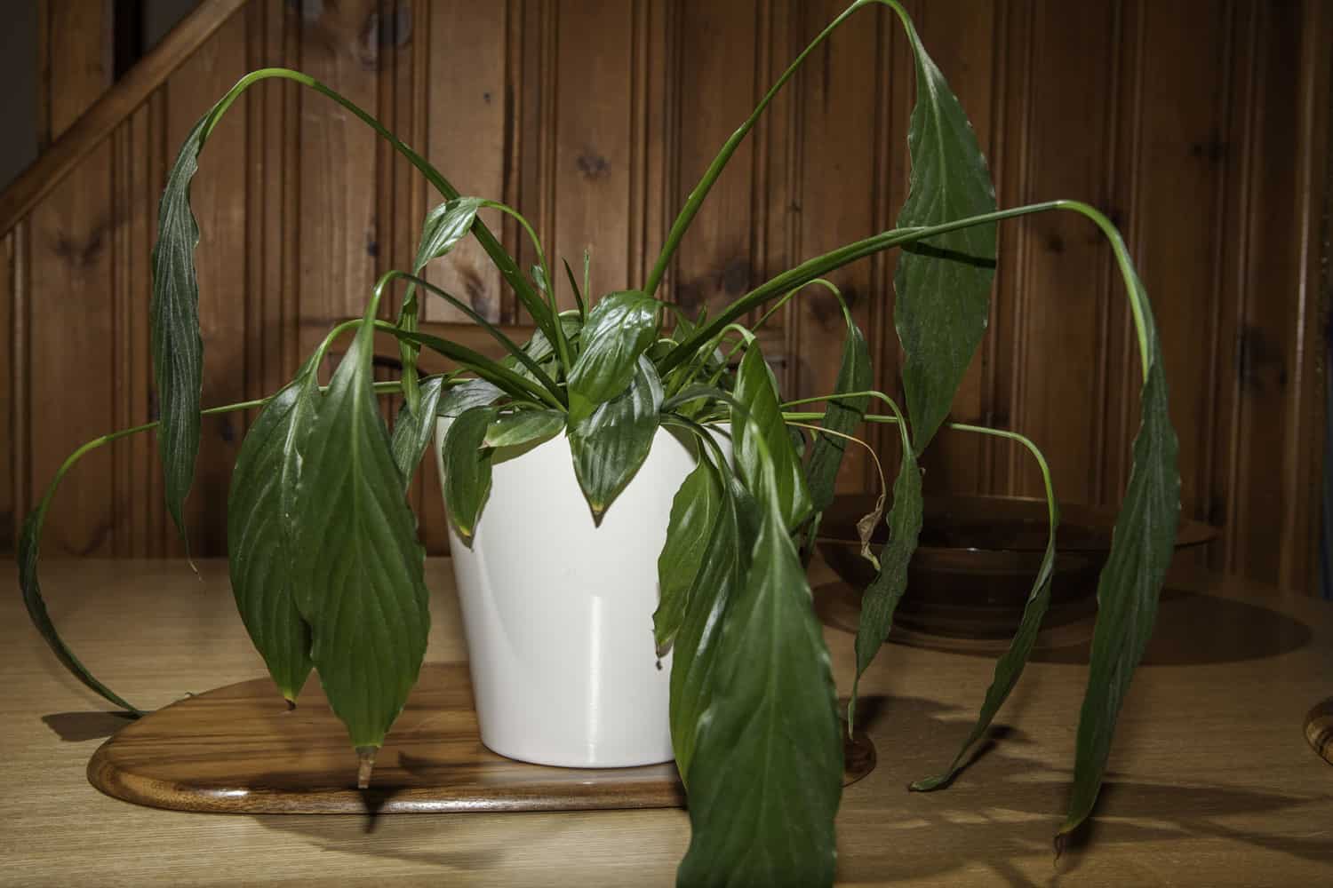 Peace lily with drooping leaves due to disease