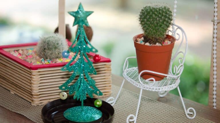 A small mini cactus next to a small Christmas tree, Christmas Shopping Guide: For the Plant Enthusiasts - 1600x900