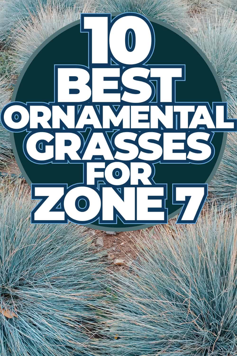 10 Best Ornamental Grasses for Zone 7