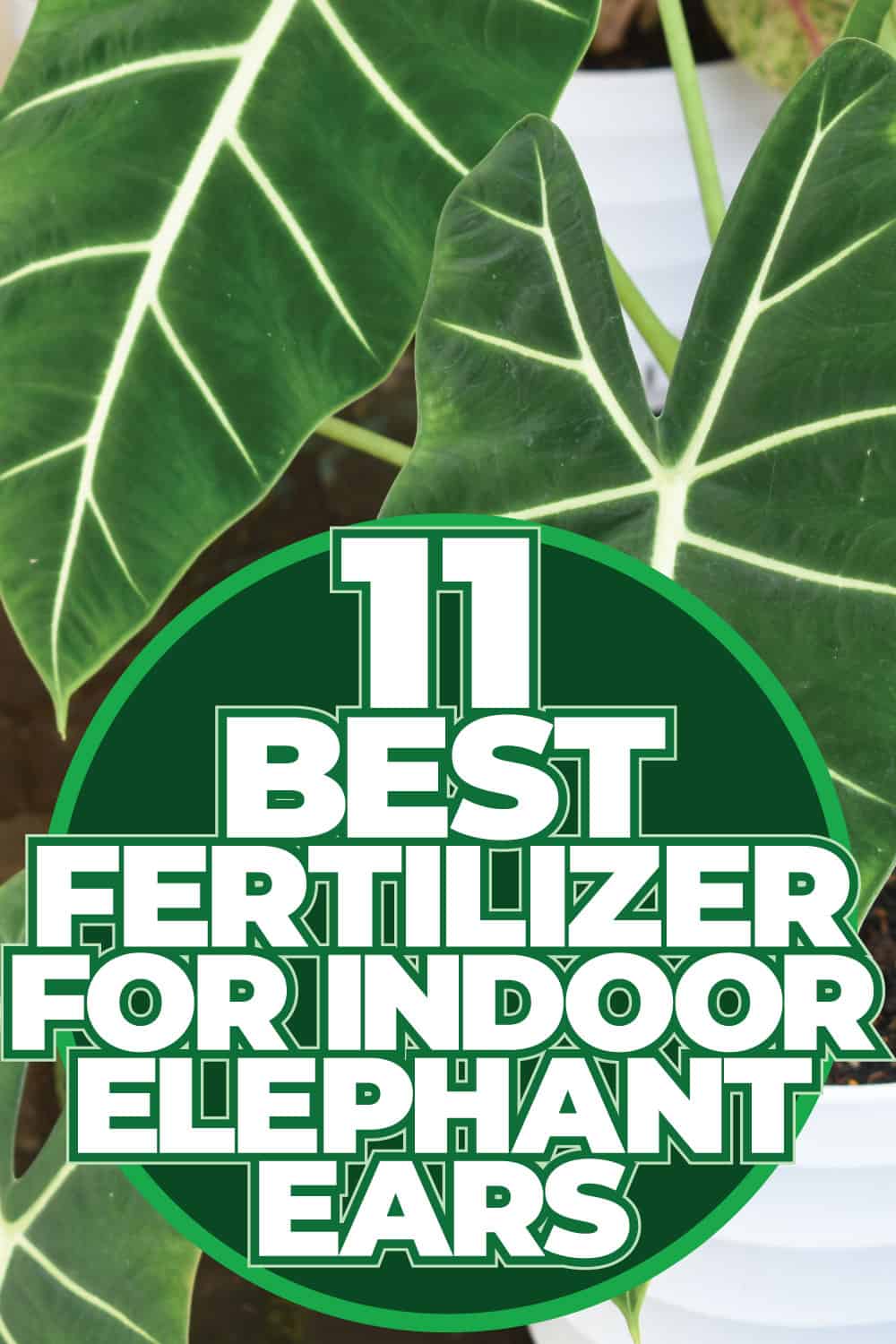 11 Best Fertilizers For Indoor Elephant Ears [And How To Use Them]