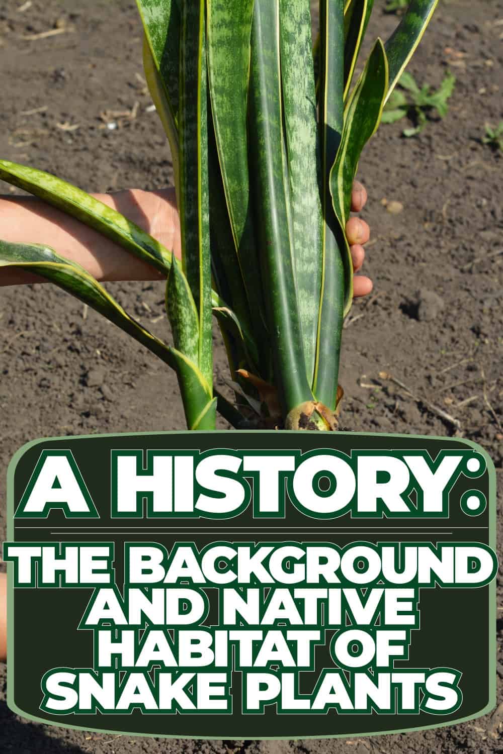 A History: The Background And Native Habitat Of Snake Plants