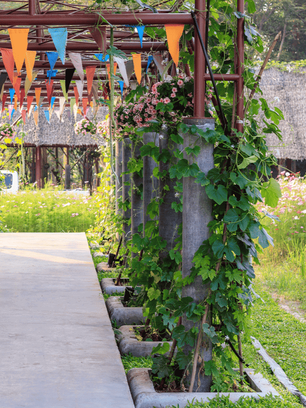 A concrete pathway flanked by robust pumpkin vines, which climb up and around concrete pillars under a canopy adorned with colorful triangular flags, amidst a lush, flower-speckled garden setting ar 3:4