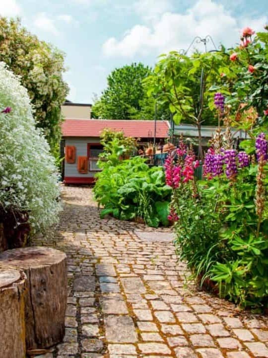 A quaint cobblestone pathway leads through a vibrant garden lush with colorful lupines, green foliage, and white flowering shrubs, towards a red-roofed house, with a rustic wooden stump in the foreground adding to the natural charm ar 3:4