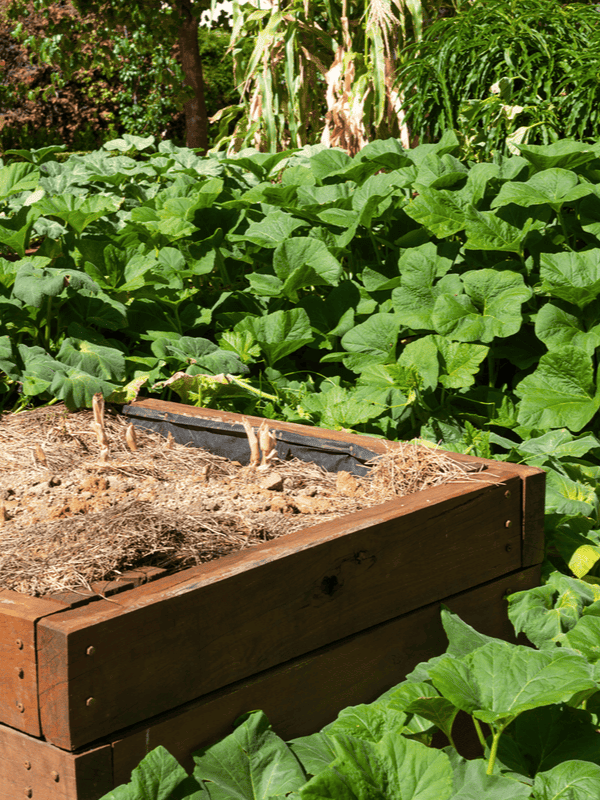 A raised wooden garden bed filled with straw at the forefront, with lush pumpkin leaves spreading in the background, creating a vibrant green sea of foliage in a garden setting ar 3:4
