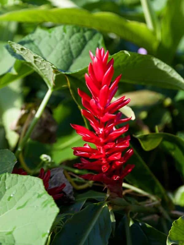 A red bright red ginger at the garden ar 3:4