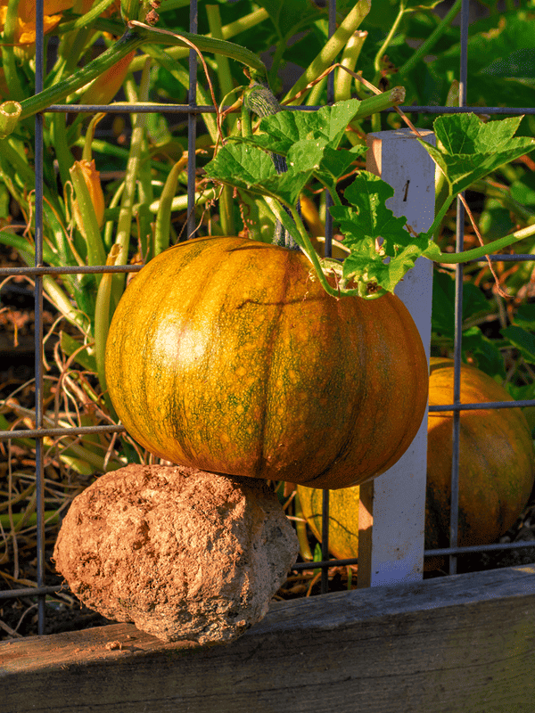 A ripe pumpkin with a mottled orange and green exterior is wedged above the ground, supported by a large, rough stone and a metal goat panel trellis ar 3:4