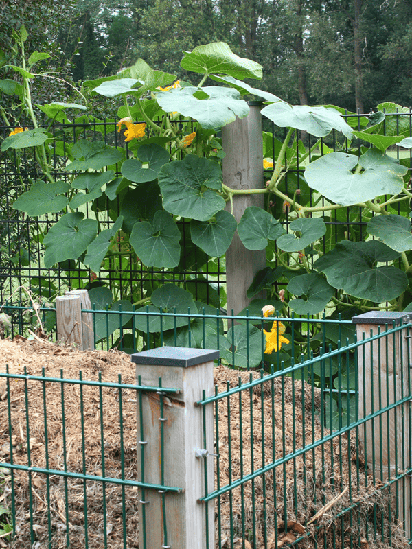 A robust pumpkin vine with large green leaves and vibrant yellow flowers climbs a wooden post, encircled by a metal fence, with a bed of straw at its base ar 3:4