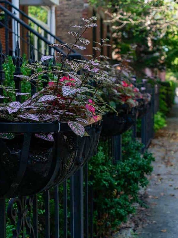 A series of black ornamental iron railings along a pathway supports matching hanging planters filled with plants that have purple-speckled foliage and pops of bright pink flowers, contributing to an urban garden atmosphere ar 3:4