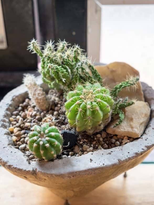 A variety of succulent plants, including a round cactus, are arranged in a shallow stone vase filled with pebbles, creating a miniature desert-like tableau ar 3:4