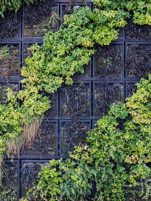 A vertical living wall is composed of an array of green plants with varied textures and shades, some with brighter green leaves, creating a natural tapestry against a dark grid-like support structure ar 3:4
