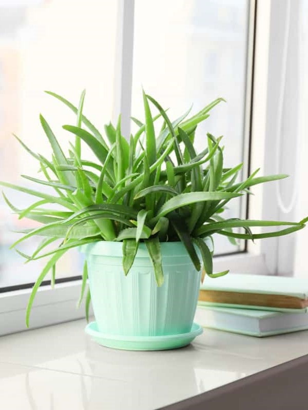 A vibrant aloe plant with spiky leaves sits in a pastel green plastic pot on a sunlit windowsill, flanked by gently billowing sheer green curtains ar 3:4